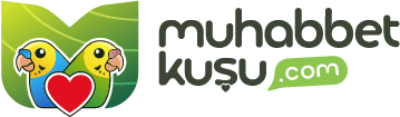 Muhabbet Kuşu Forumu